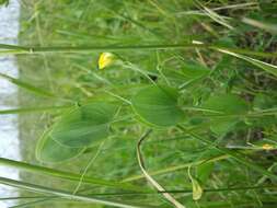 Image of yellow pea