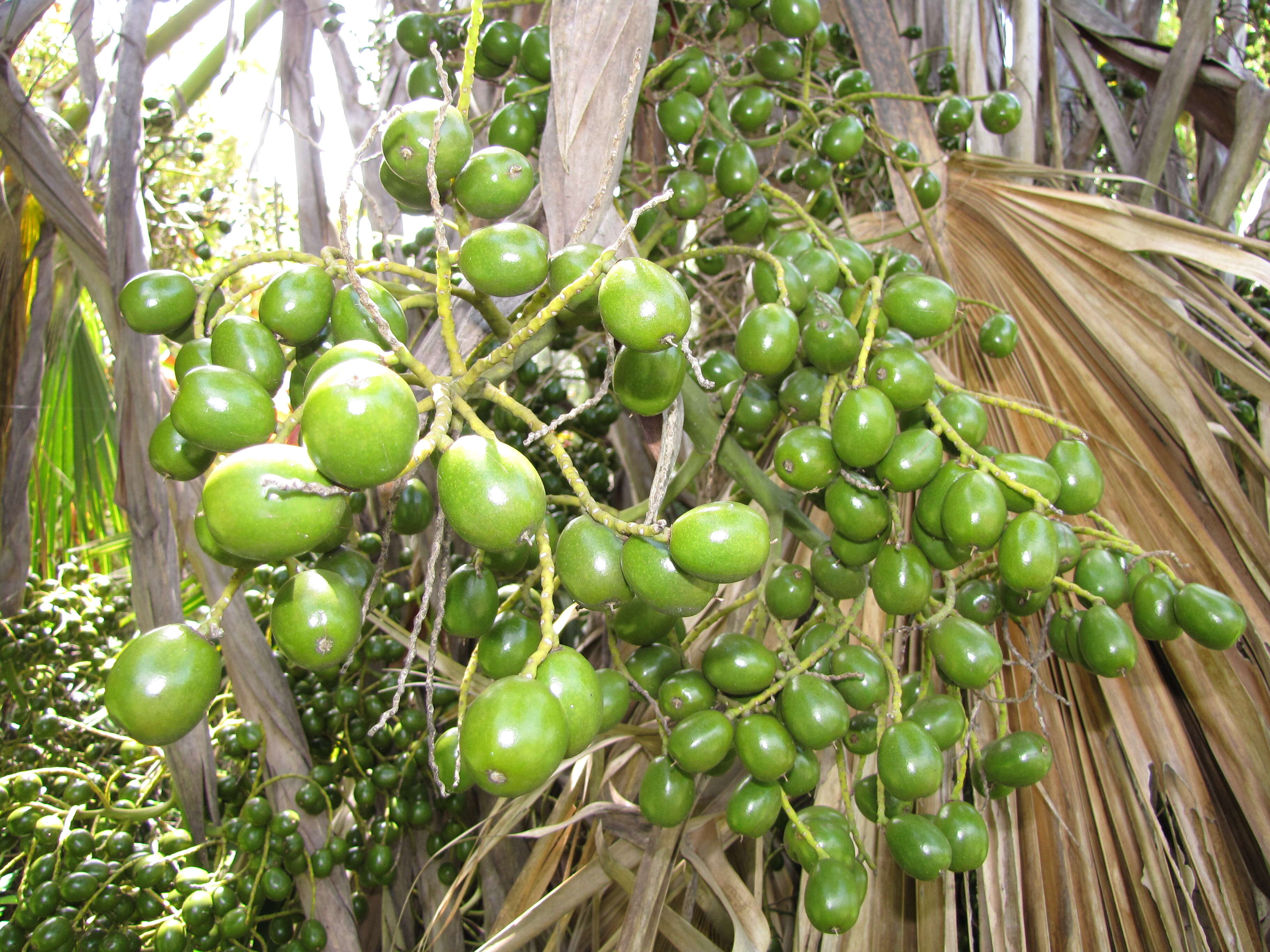 Pritchardia kaalae Rock的圖片