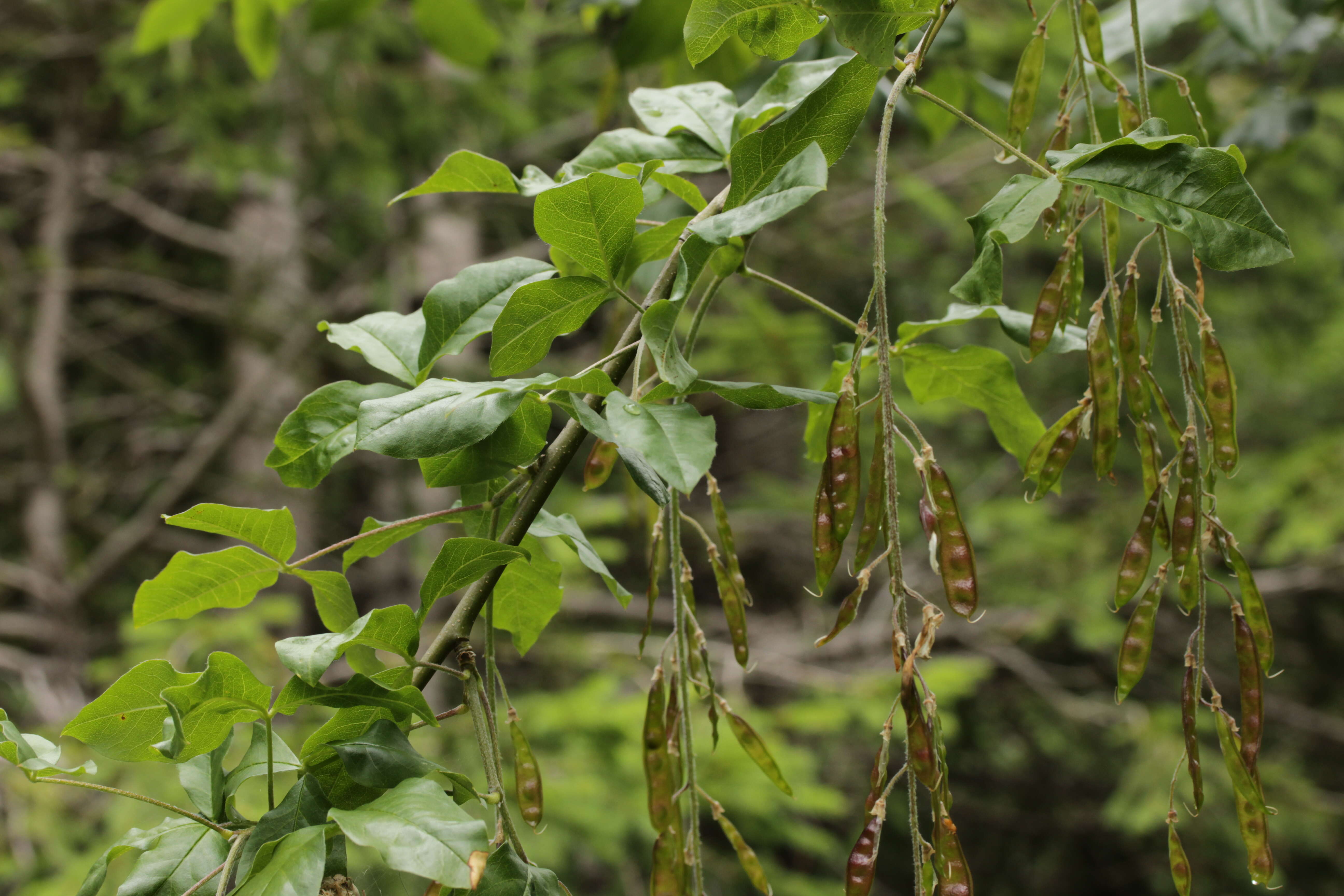 Image of Alpine Laburnum