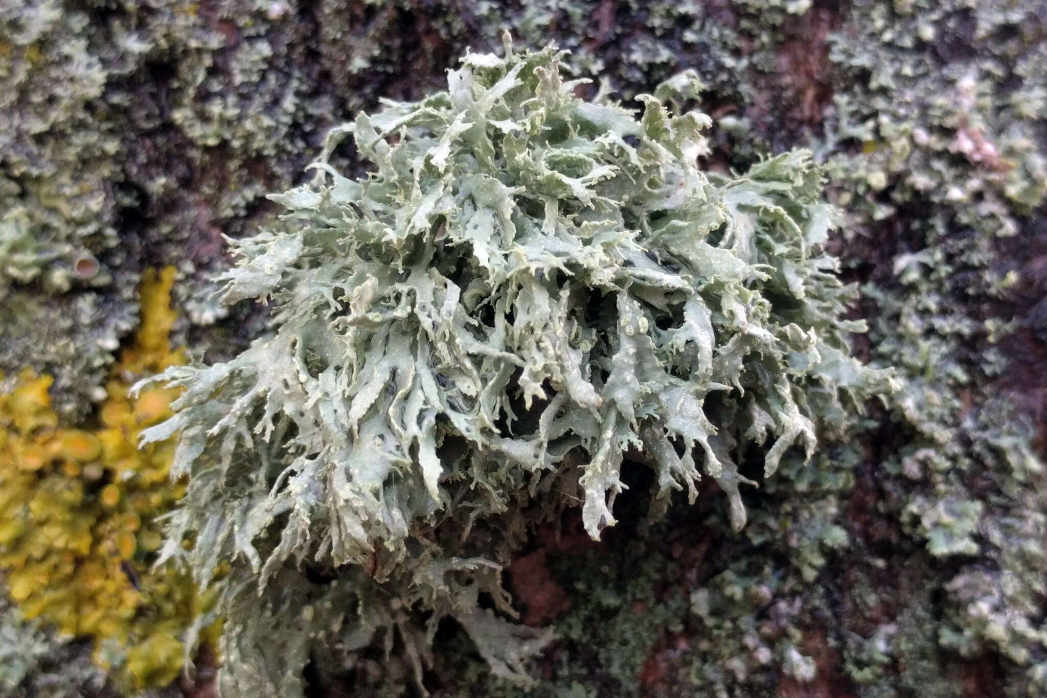 Image of farinose cartilage lichen