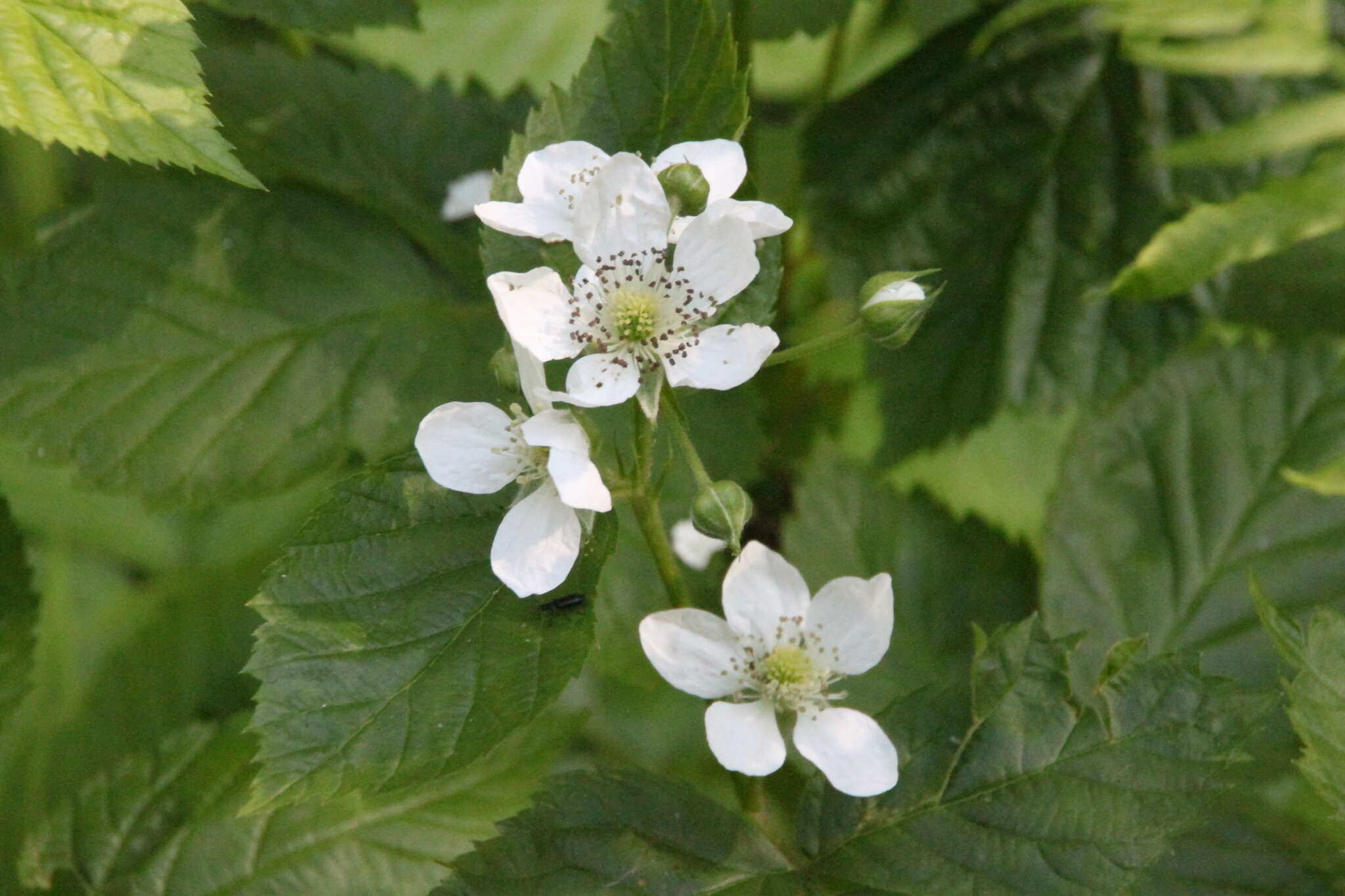 Image of Rubus nessensis W. Hall