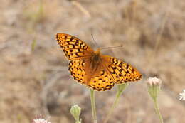 صورة Speyeria coronis Behr 1862