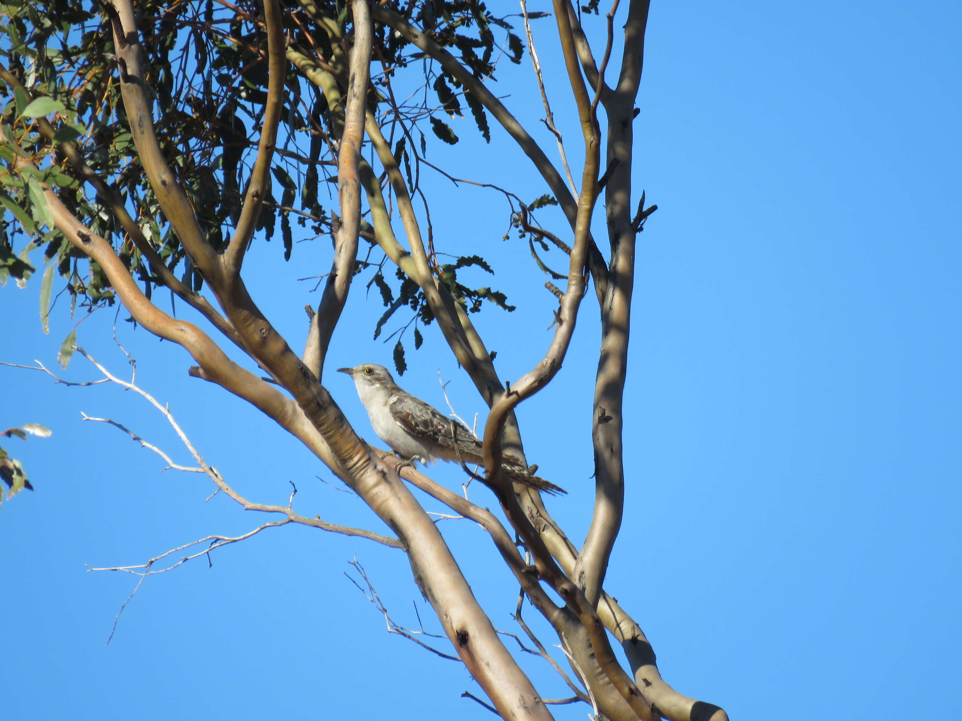 Image of Pallid Cuckoo