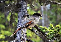 Image of Siberian Jay