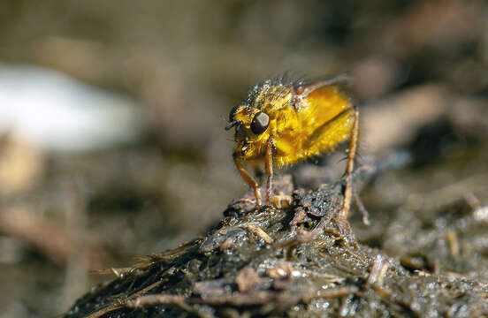 Image of dung-flies