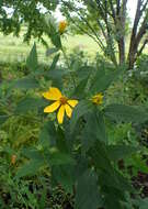 Image of Pale-Leaf Woodland Sunflower