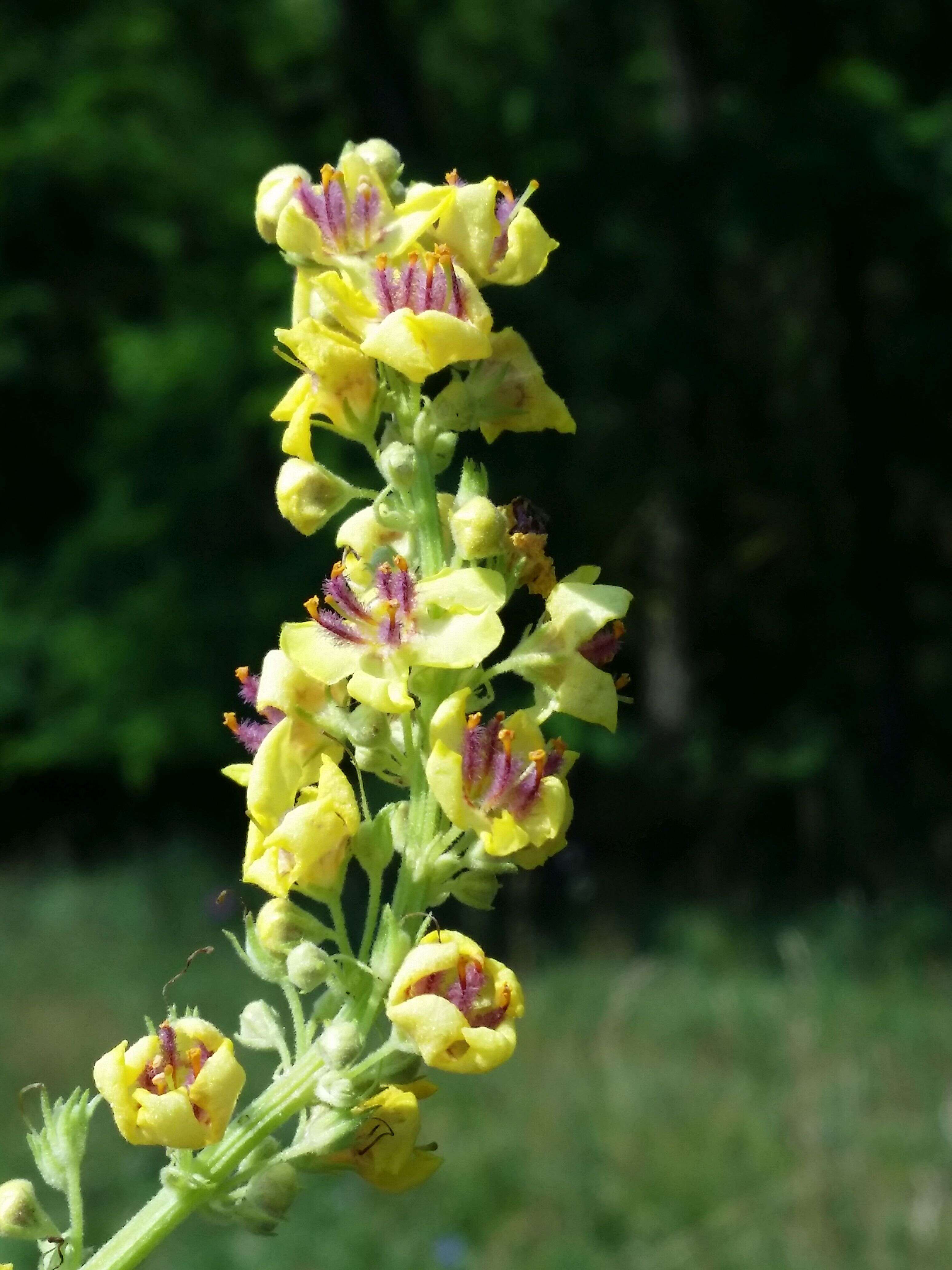 Verbascum nigrum L. resmi