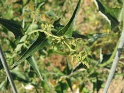 Image de Atriplex sagittata Bkh.