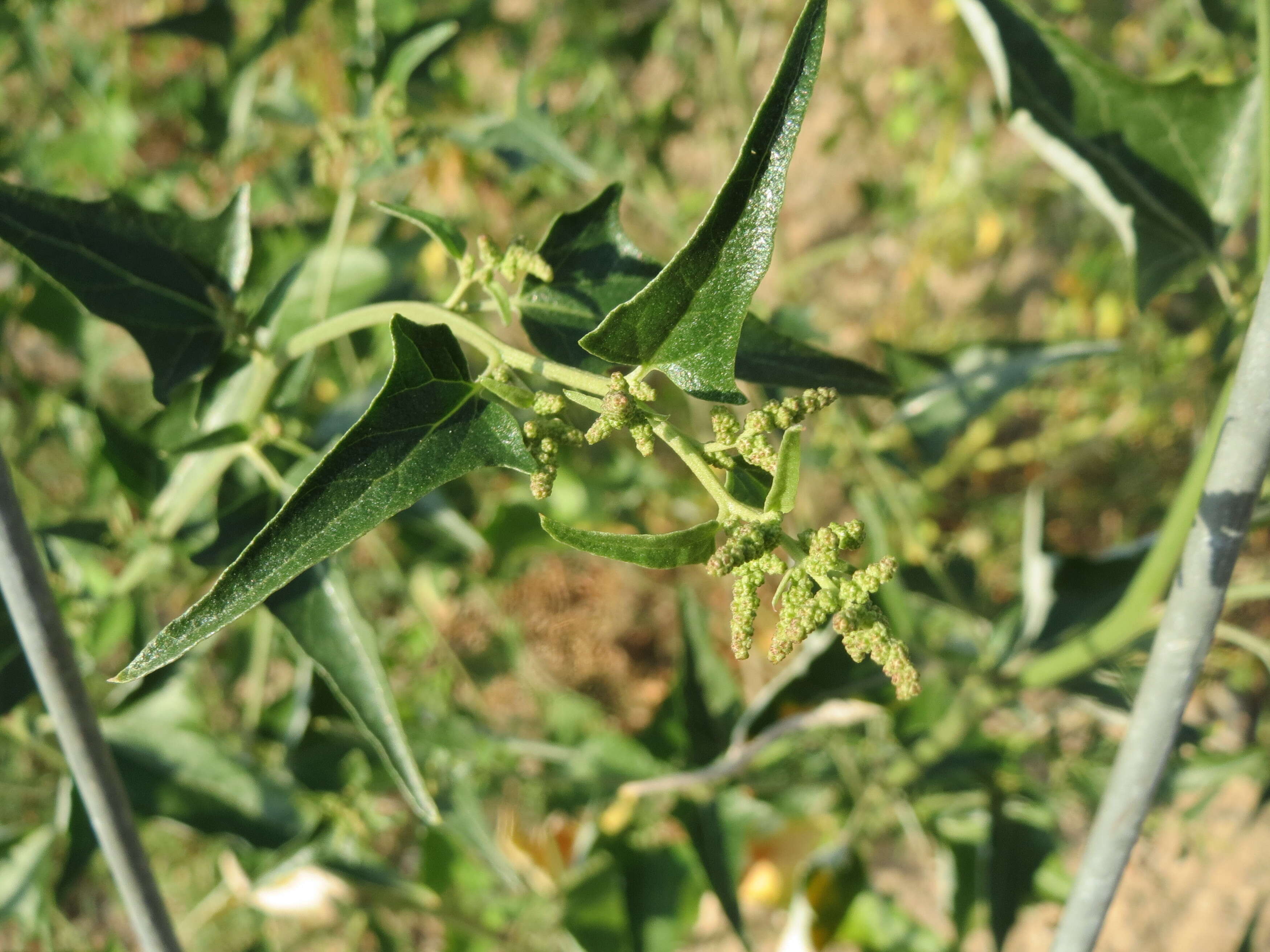 Image de Atriplex sagittata Bkh.