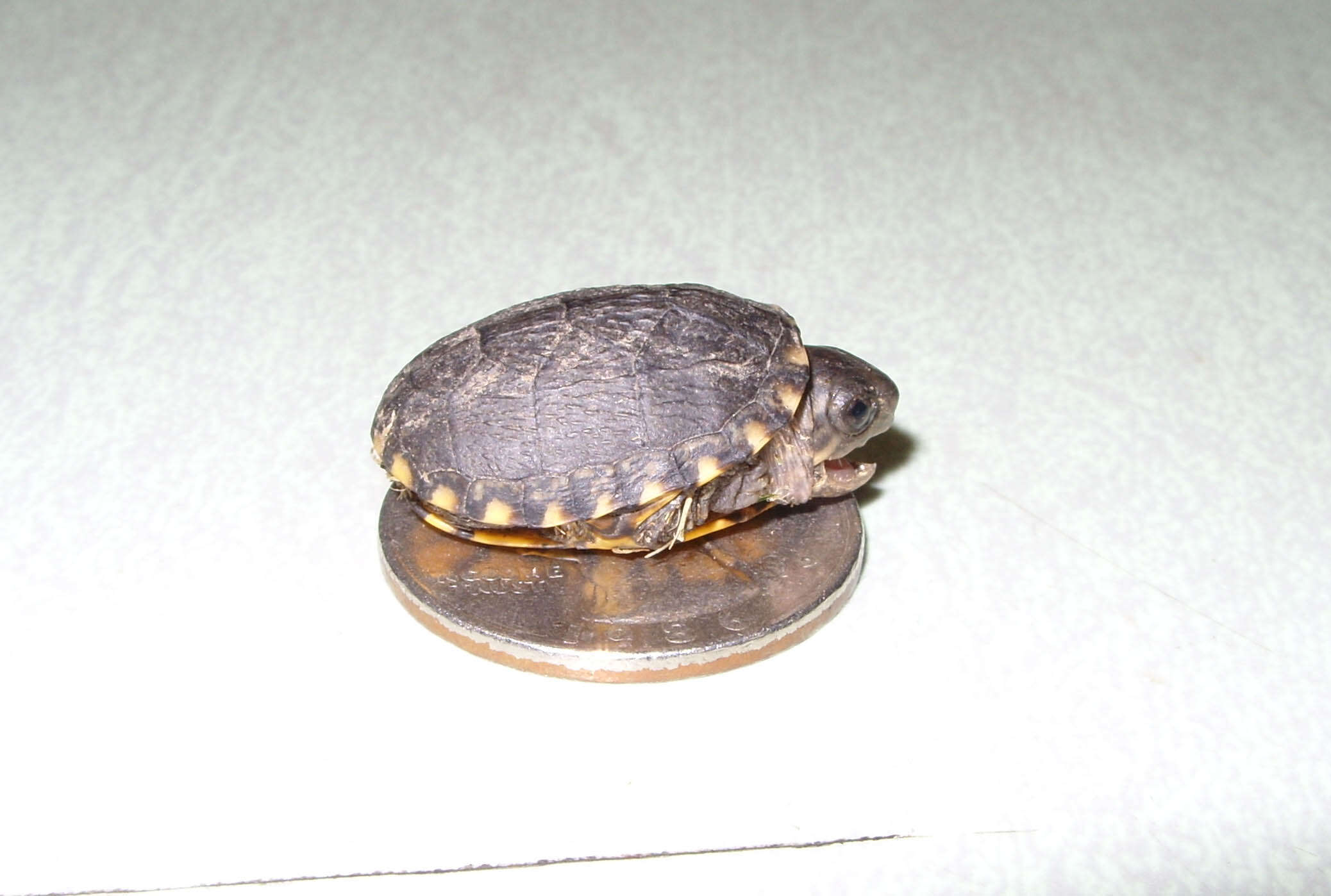 Image of Common Mud Turtle