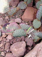 Image of Opuntia azurea