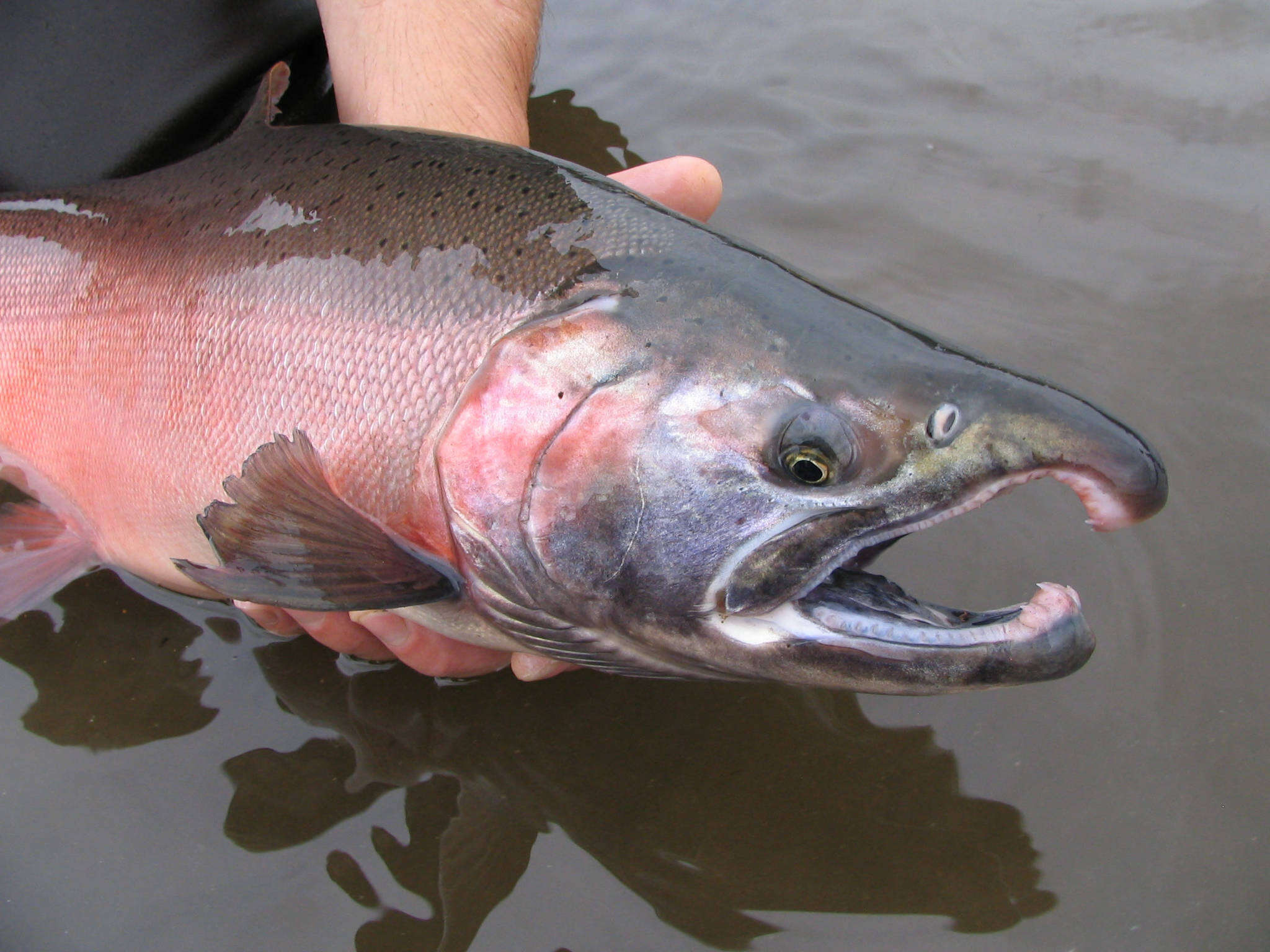 Image de Saumon argenté