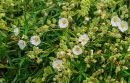 Image of Montpelier cistus