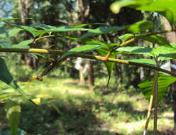 Image of Chukrasia tabularis A. Juss.