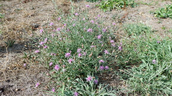 Image of spotted knapweed