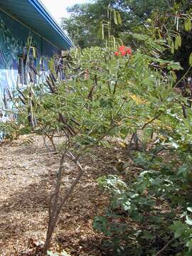 Image of Dwarf Poinciana