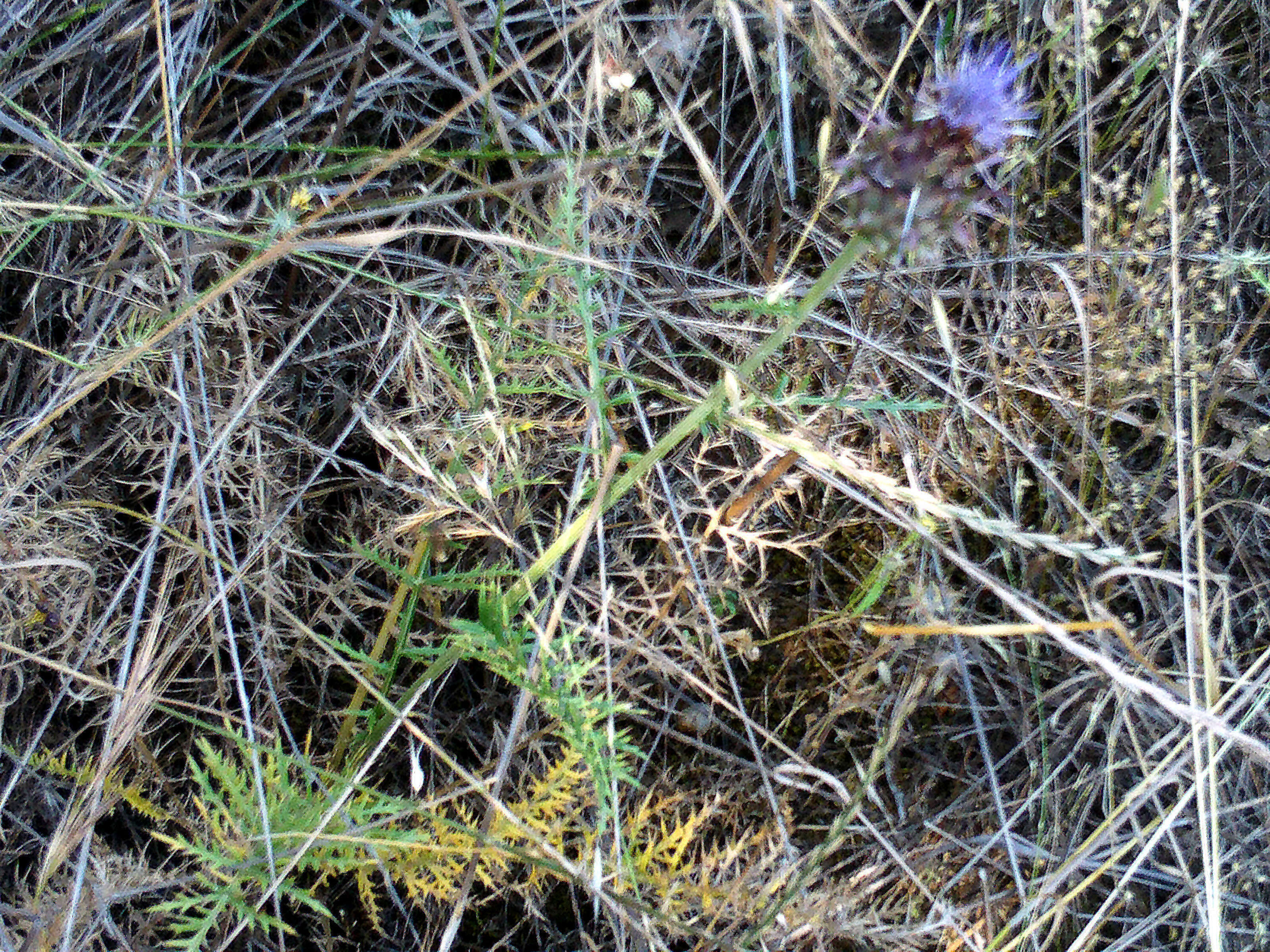 Image of Cynara humilis L.