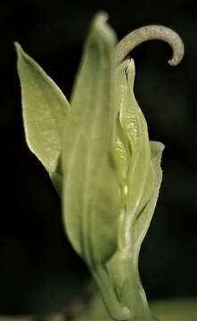 Smilax herbacea L. resmi