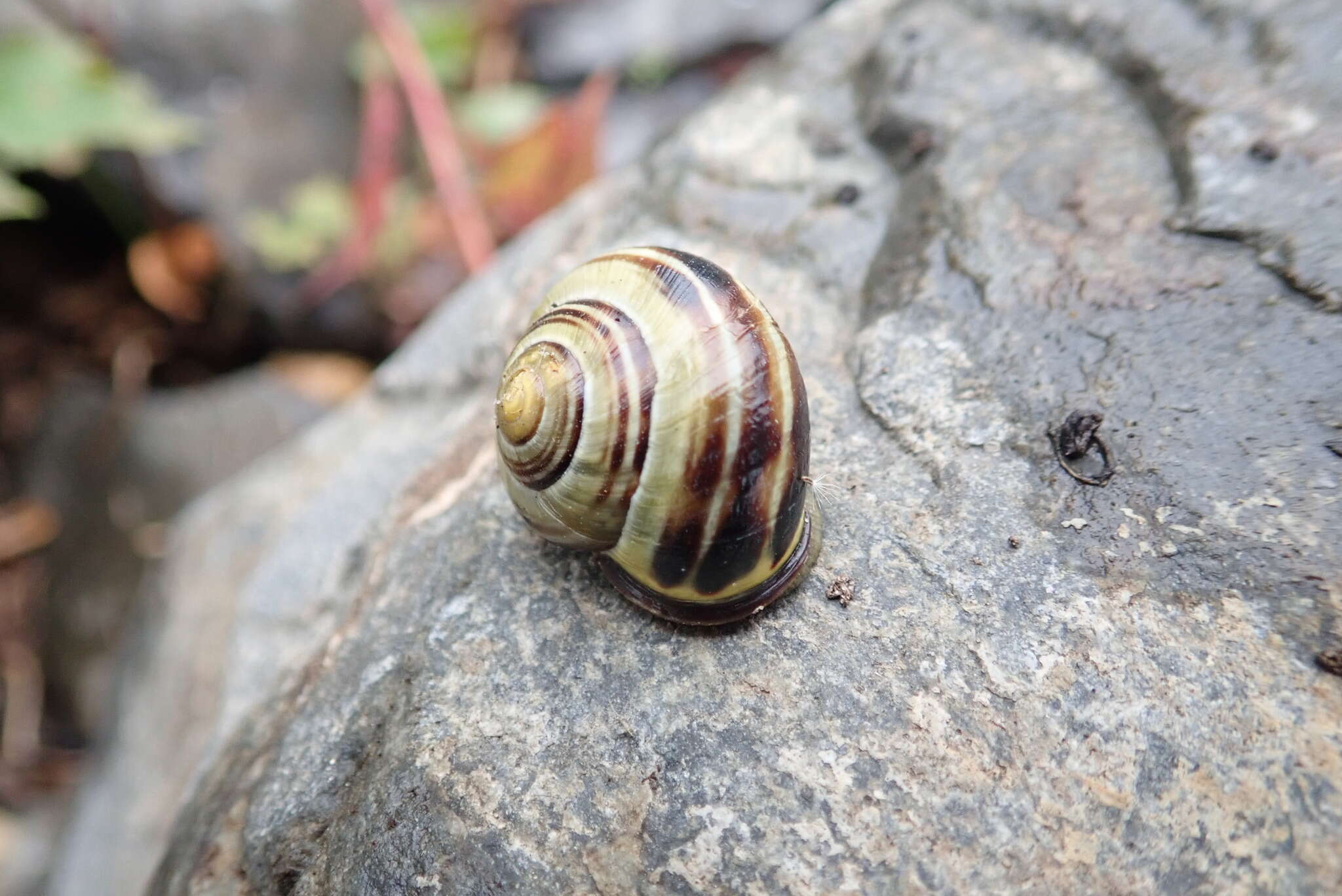 Image of Brown Lipped Snail