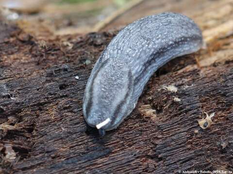 Image of heath slug