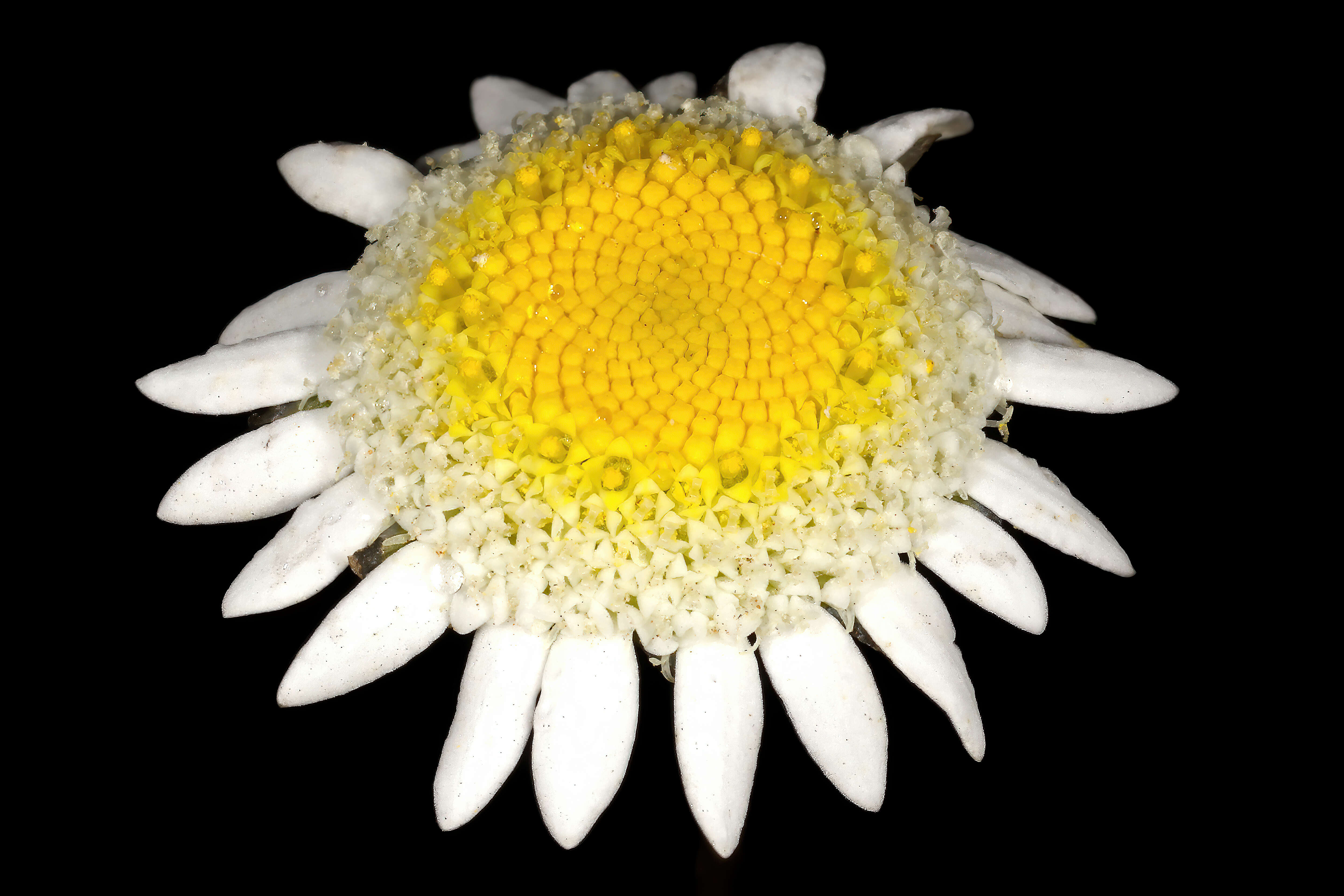 Image of Goose daisy