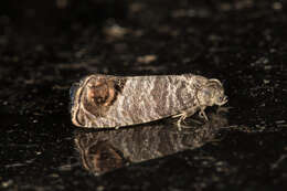 Image of codling moth