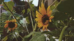 Image of common sunflower