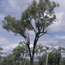 Image of Eucalyptus quadricostata M. I. H. Brooker