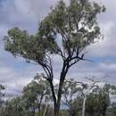 Слика од Eucalyptus quadricostata M. I. H. Brooker