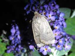 صورة Abagrotis alternata Grote 1864