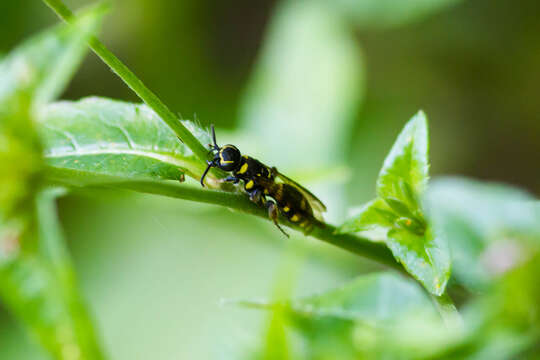 Слика од Myzinum maculatum (Fabricius 1793)