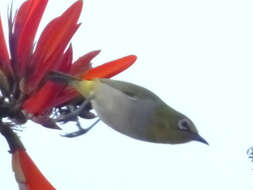 Image of Swinhoe's White-eye