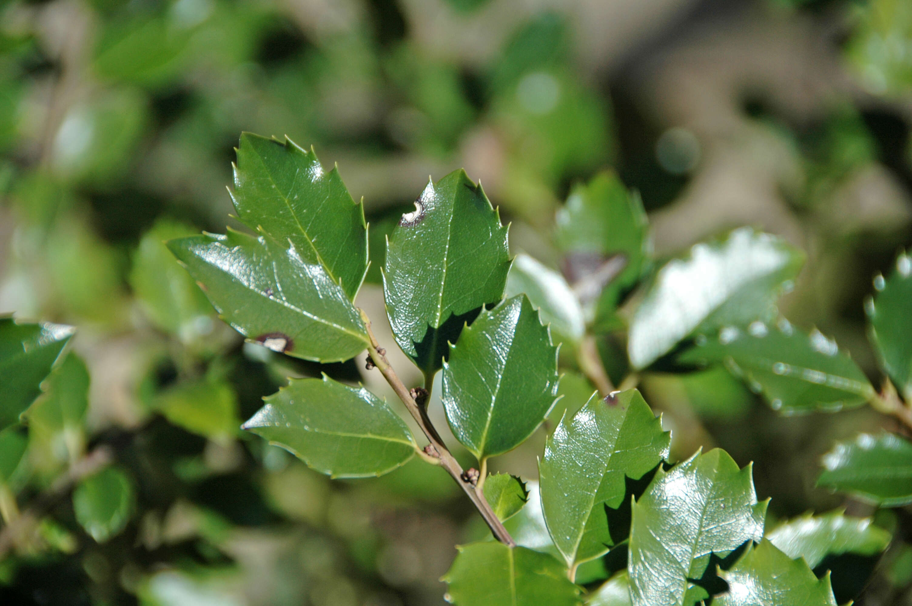 Image of English holly