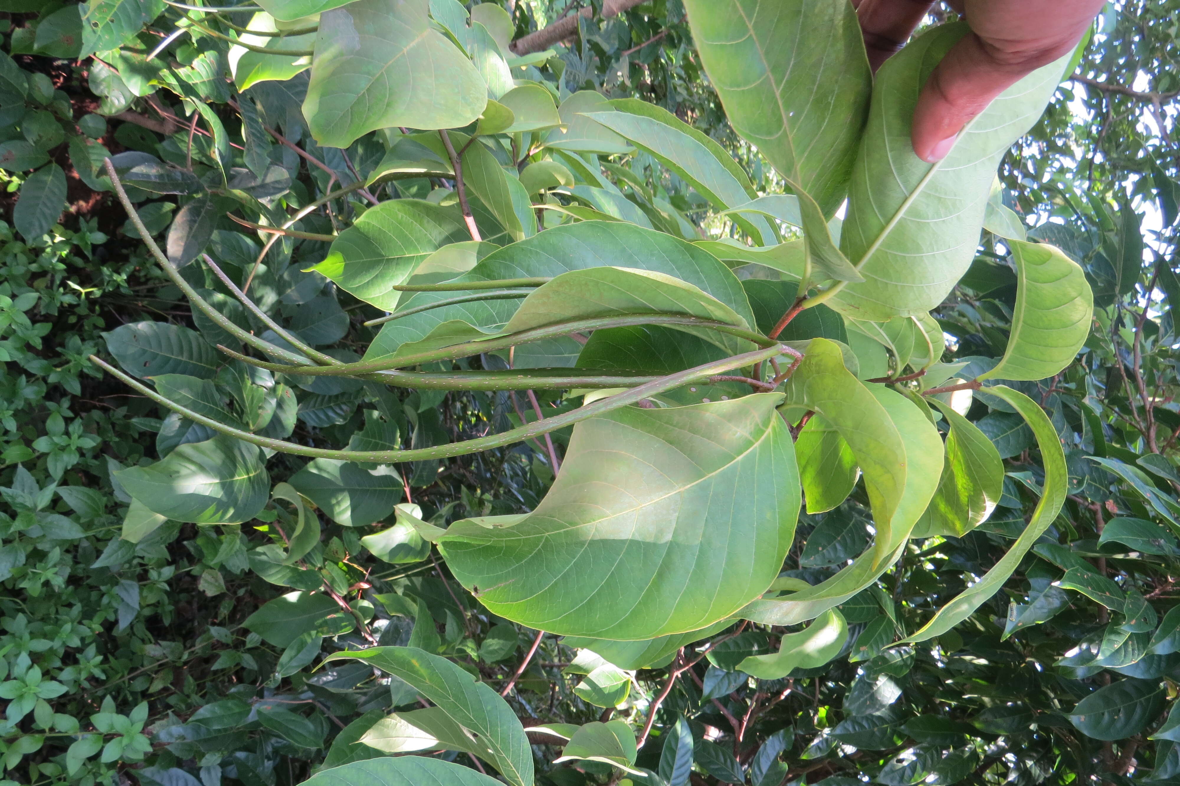 Image of Bitter Oleander