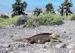 Image of Galapagos Land Iguana