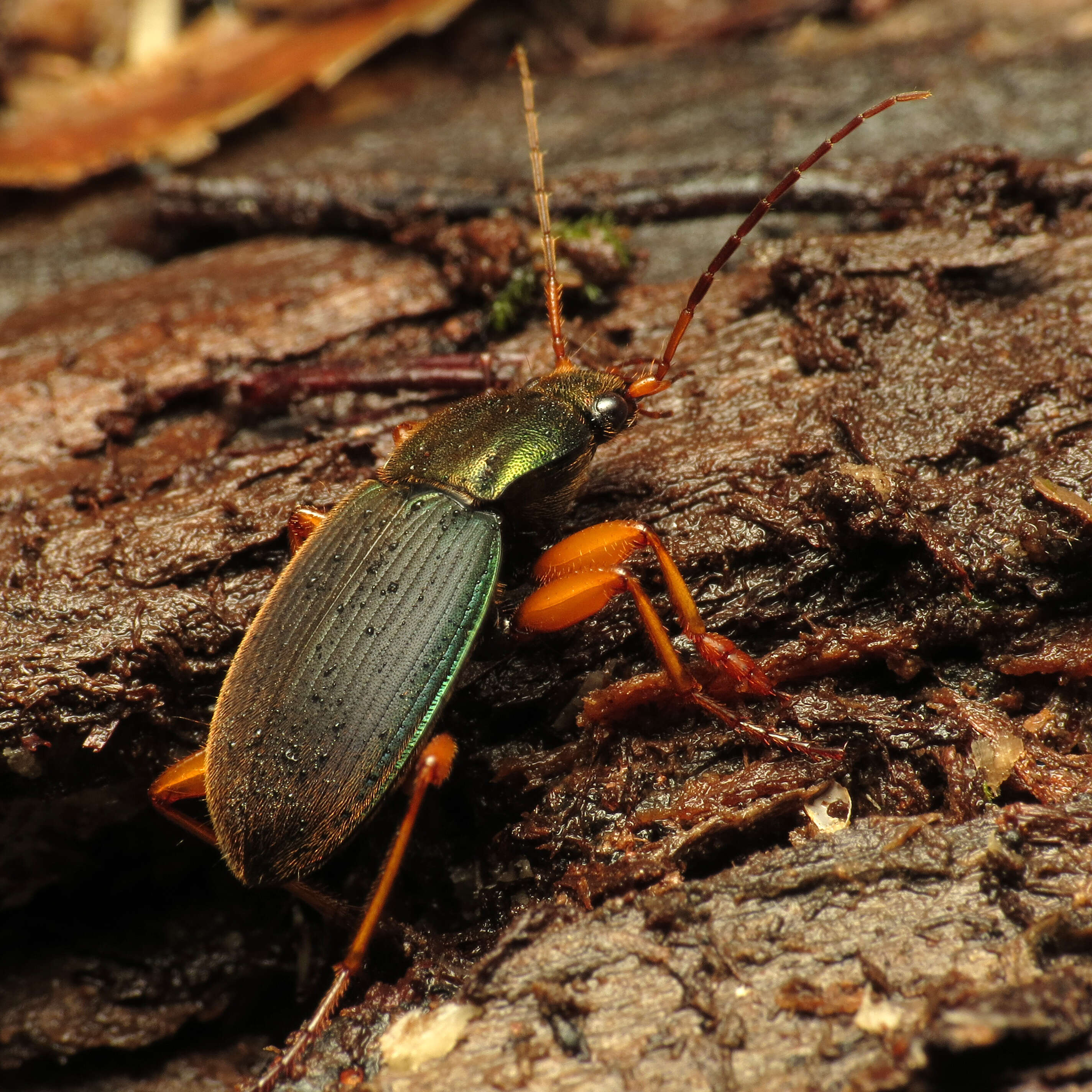 Image of Vivid Metallic Ground Beetles