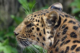 Imagem de Leopardo-de-amur