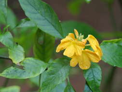 Imagem de Crossandra infundibuliformis (L.) Nees