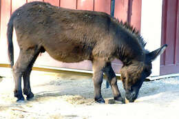 Image of Equus subgen. Asinus Gray 1824