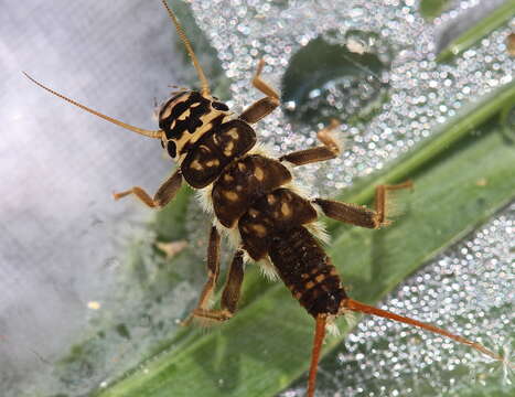 Imagem de Agnetina annulipes (Hagen 1861)