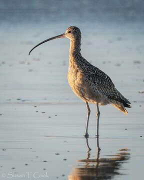 Image of Long-billed Curlew