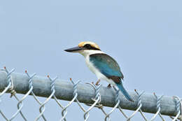 Image of Pohnpei Kingfisher