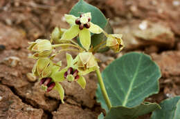 Image of pallid milkweed