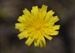 Image of lesser hawkbit