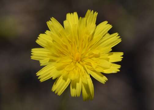 Image of Leontodon saxatilis Lam.