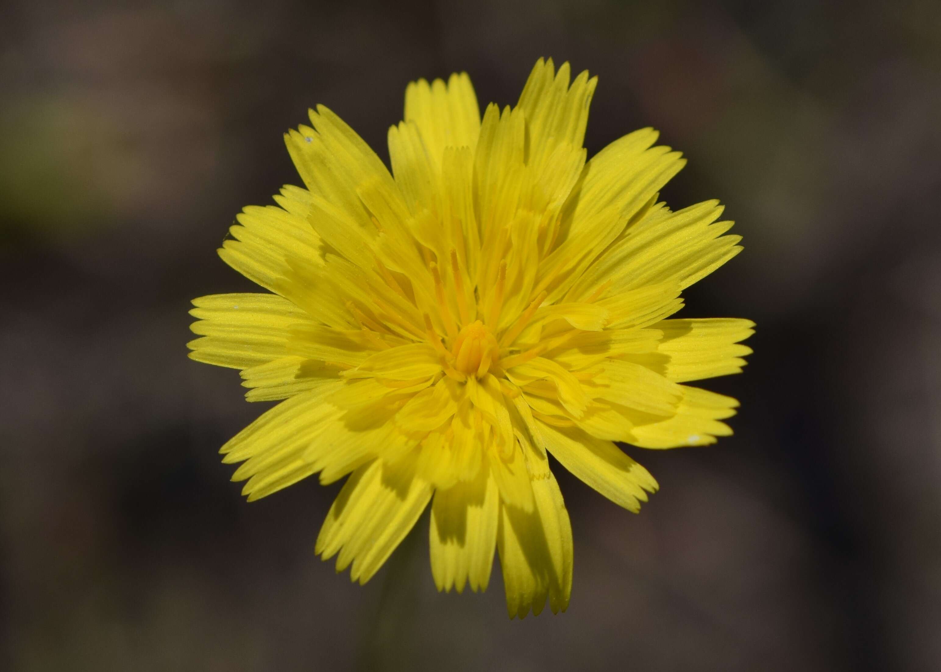 Image of lesser hawkbit