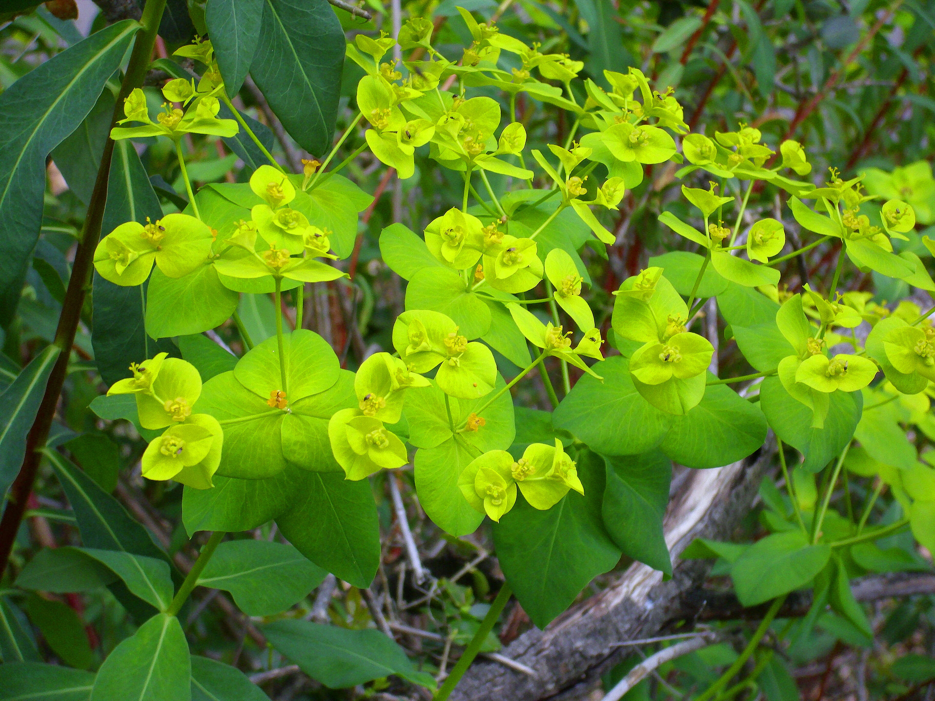 Image of Euphorbia paniculata Desf.