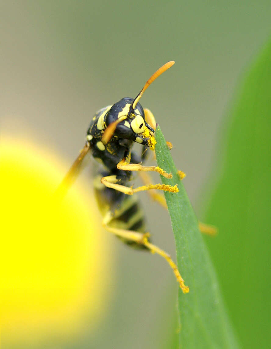 Image de Polistes gallicus (Linnaeus 1767)