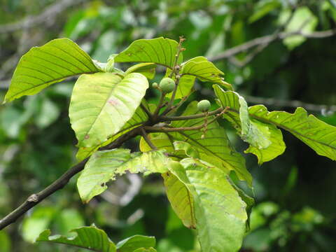 Image of Santol