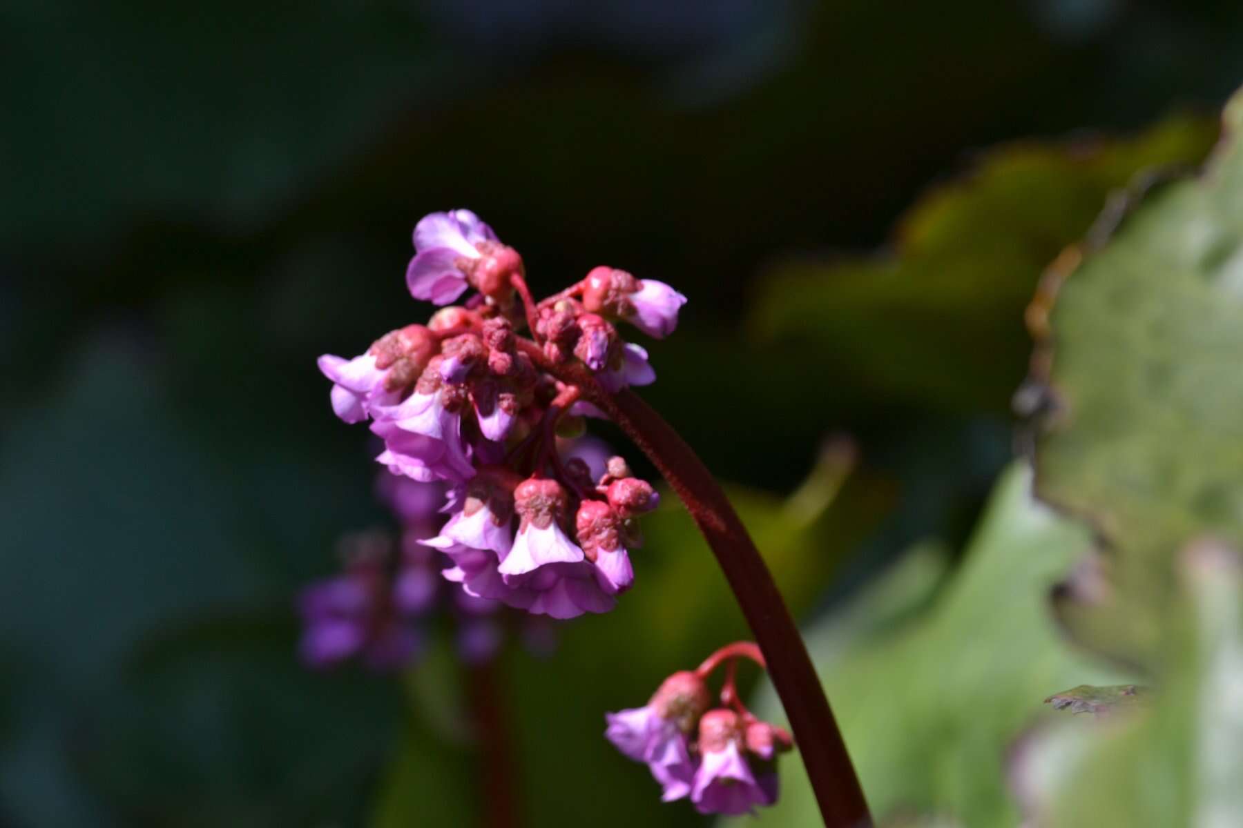 Image of Siberian-tea